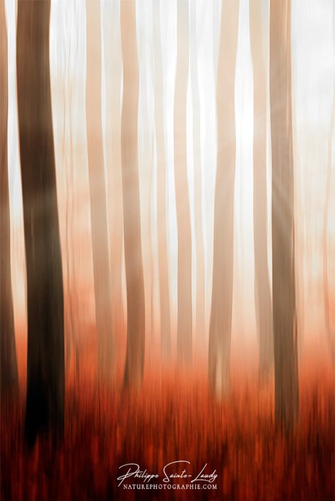 Flou directionnel d'arbres dans une forêt