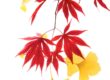 Feuilles de ginkgo et d'érable en paintographie