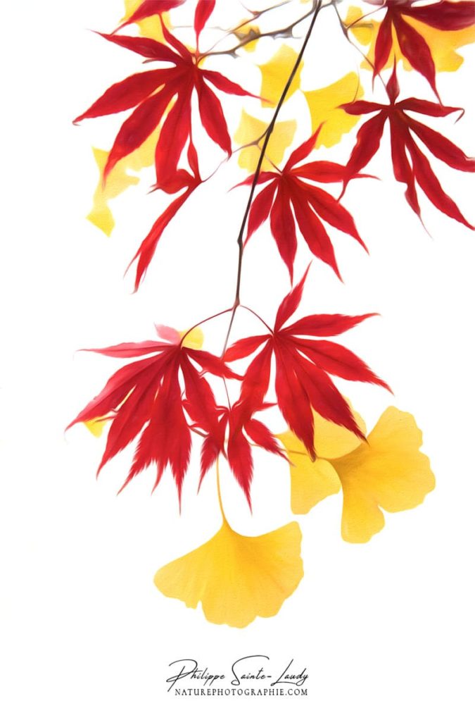 Ginkgo & Erable Feuilles de ginkgo et d'érable en paintographie