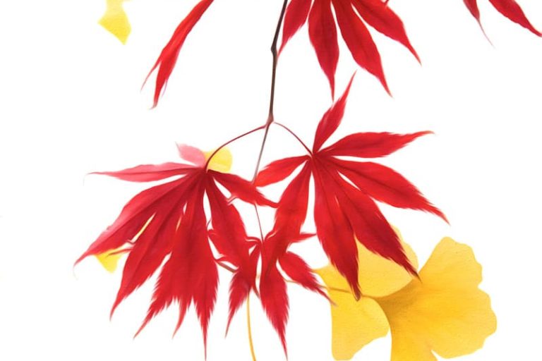 Feuilles de ginkgo et d'érable en paintographie