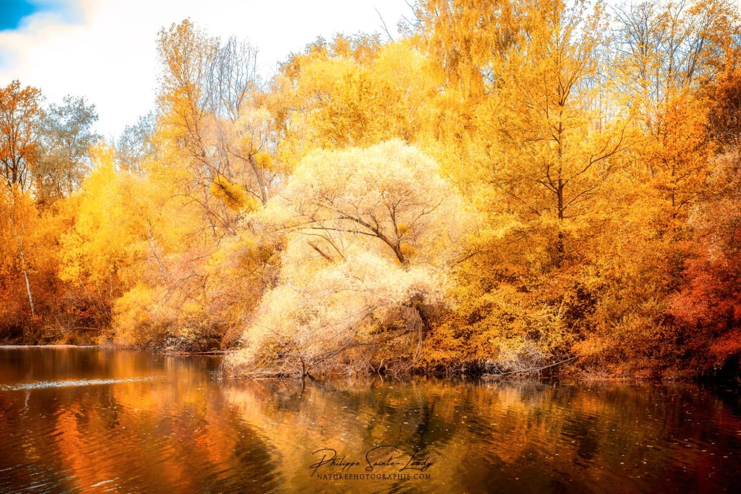 Reflet en or d'une forêt