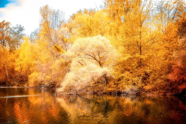 Reflet en or d'une forêt
