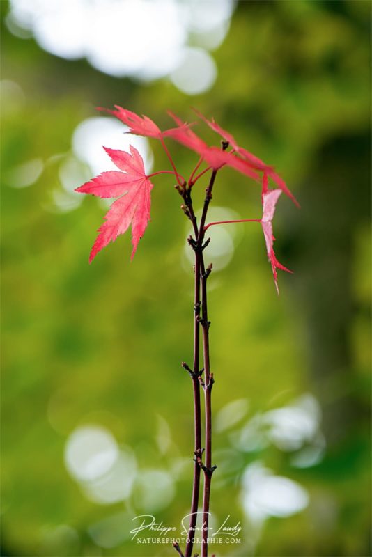 Dernières feuilles d'érable