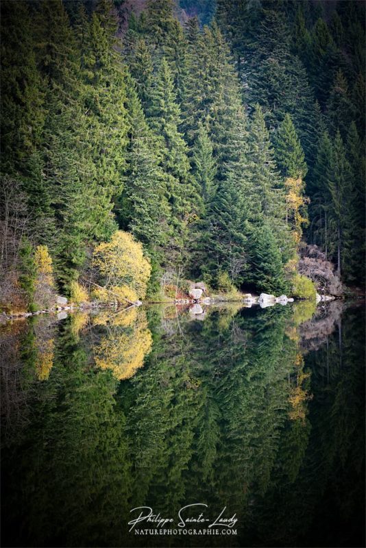 Reflet d'une forêt de sapins dans le Lac Vert