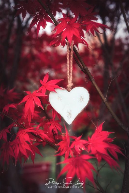 Un coeur en bois dans un érable japonais rouge