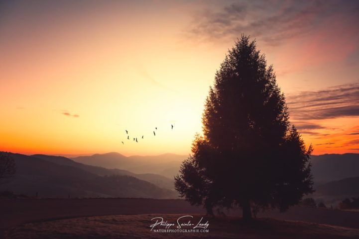 Lever du soleil sur les Vosges avec un immense sapin en premier plan