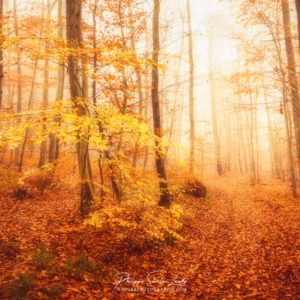 In The Yellow Wood L'automne en forêt