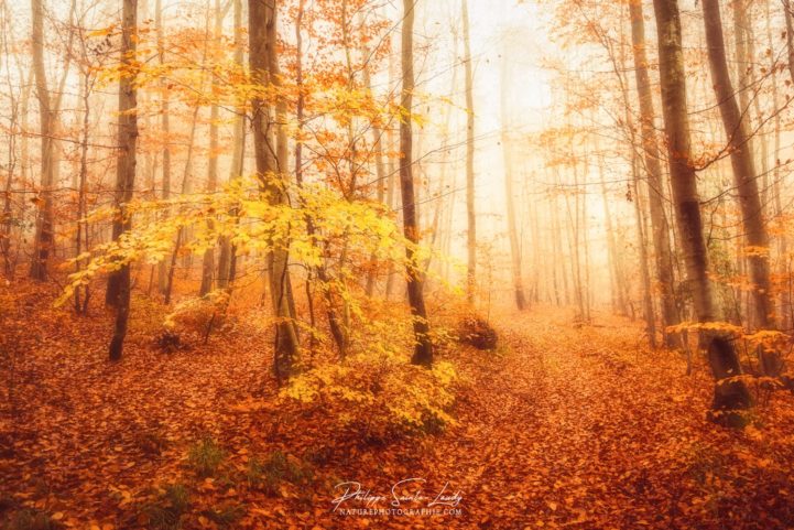 L'automne en forêt
