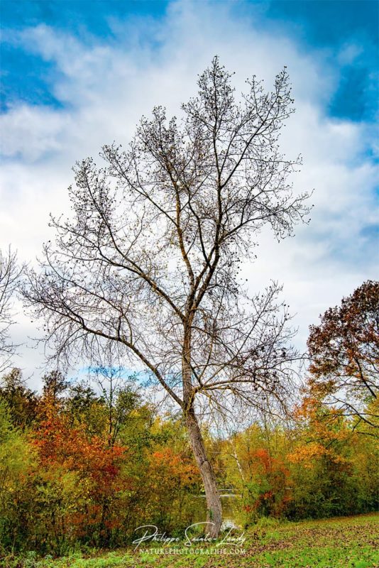 Un arbre courbé en automne