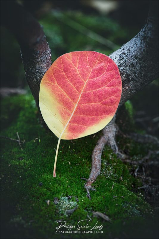 Feuille rouge sur tapis de mousse