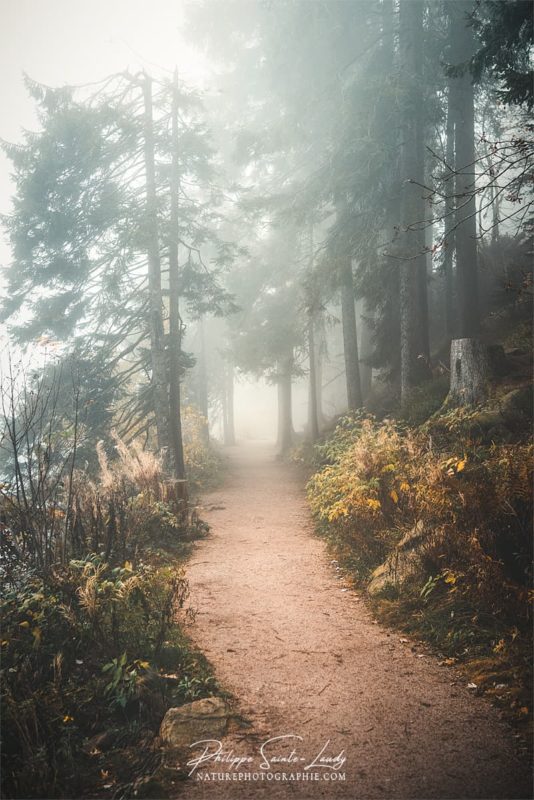 Brouillard en forêt