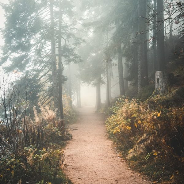 Last Days of Fall Brouillard en forêt