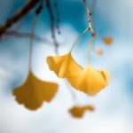 Dernières feuilles de ginkgo