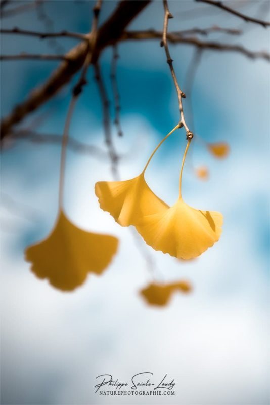 Dernières feuilles de ginkgo