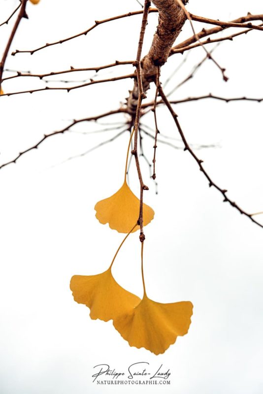 Feuilles de ginkgo à la fin de l'automne