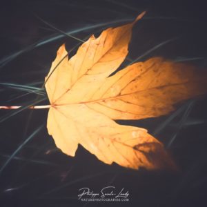 Leaf Soon Dead. Feuille morte en paintographie