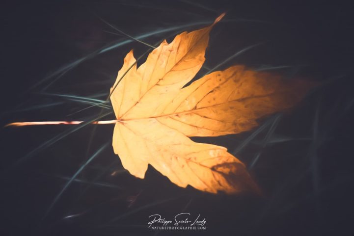 Feuille morte en paintographie