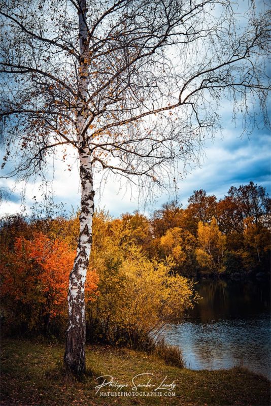 Un bouleau en automne au bord de l'eau