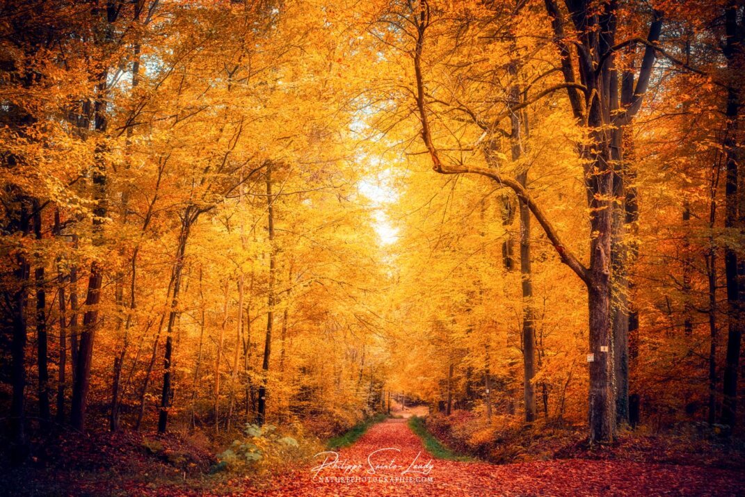 Un chemin traverse une forêt en automne