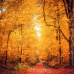 Un chemin traverse une forêt en automne