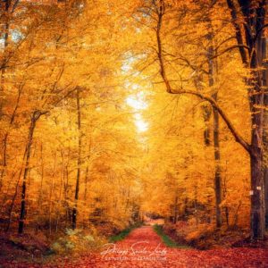 Lost in the Yellow Forest Un chemin traverse une forêt en automne