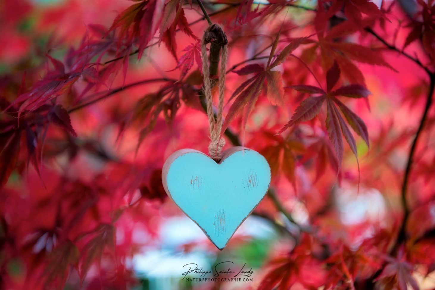 Un coeur en bois dans un érable rouge