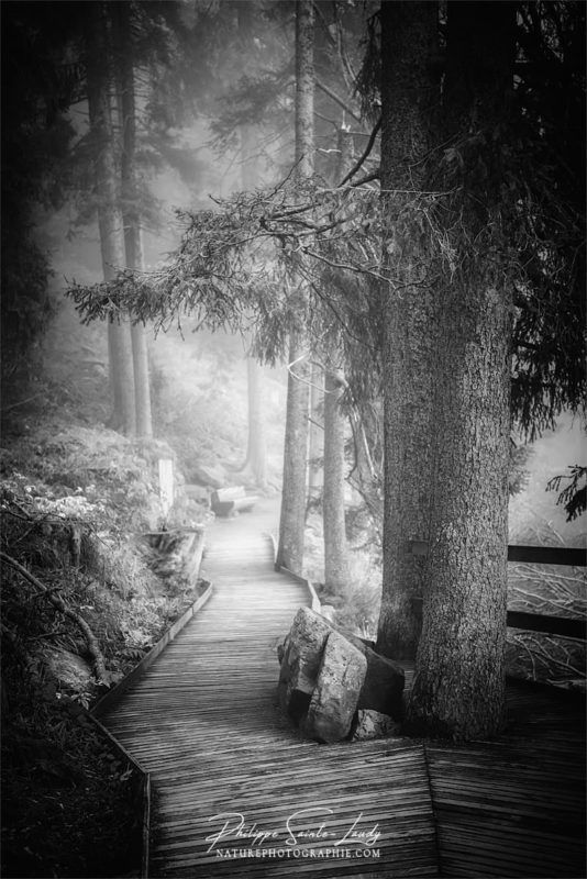 Noir et blanc sur les chemins forestiers en Allemagne