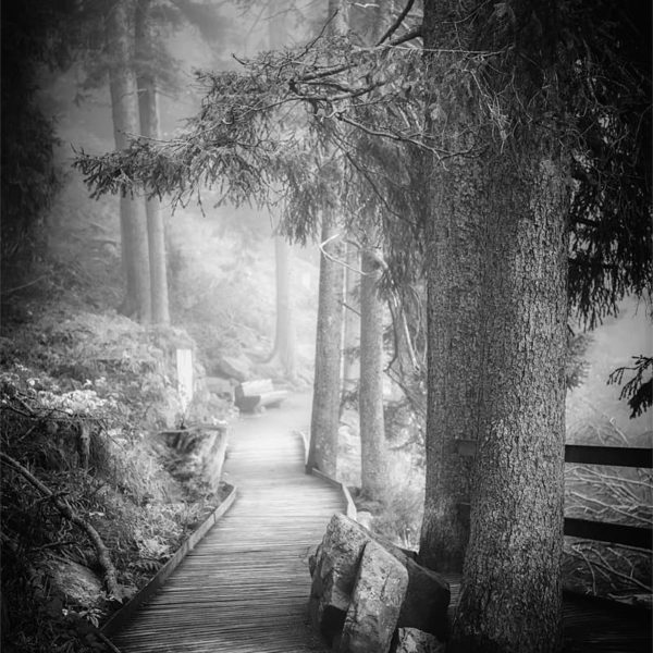 Morning Mood Noir et blanc sur les chemins forestiers en Allemagne