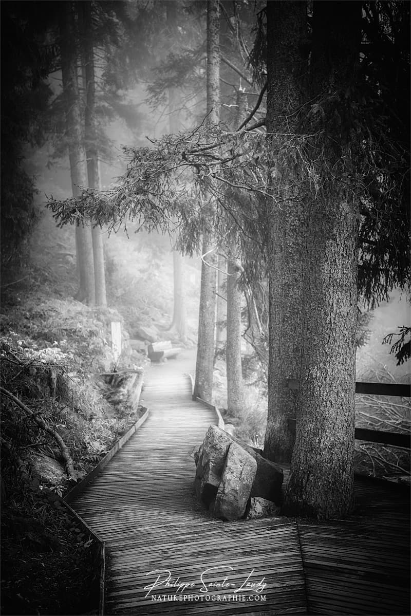 Photos Noir Et Blanc La Galerie Photo De Nature Photographie