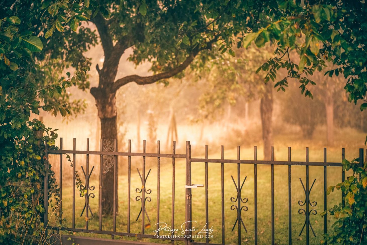 Une grille encercle un près dans le brouillard