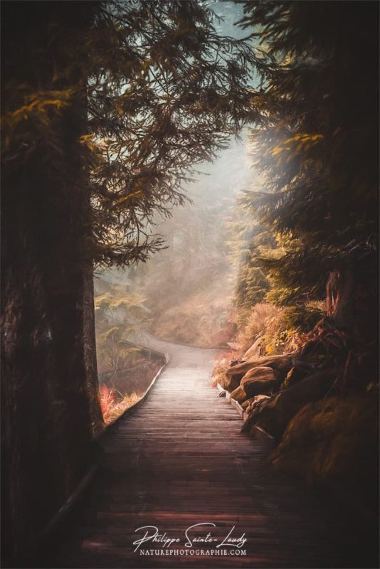 Sentiers en forêt par un jour de brouillard