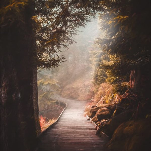 Nature’s Way Sentiers en forêt par un jour de brouillard