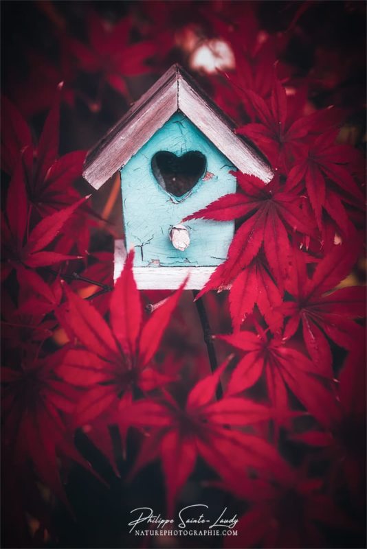 Une cabane à oiseaux au milieu de feuilles d'érable rouge