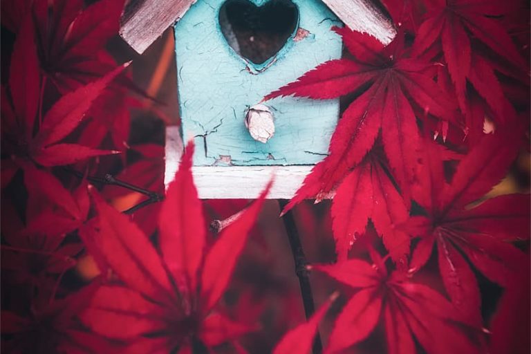 Une cabane à oiseaux au milieu de feuilles d'érable rouge