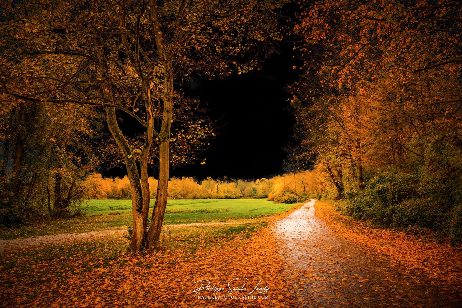 Route en bordure de forêt