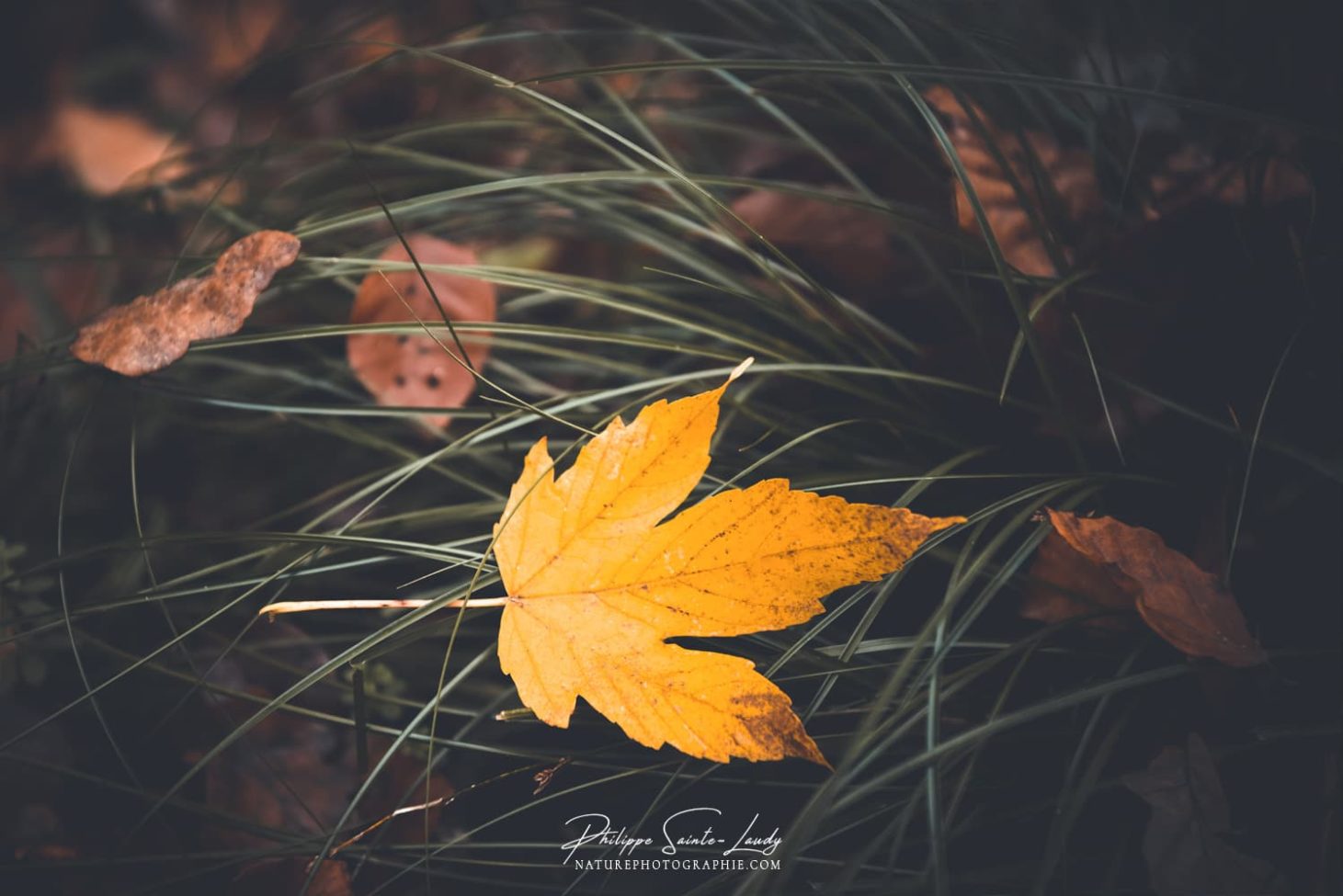 Une feuille jaune dans l'herbe en automne