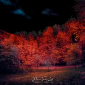 Forêt rouge et ciel noir