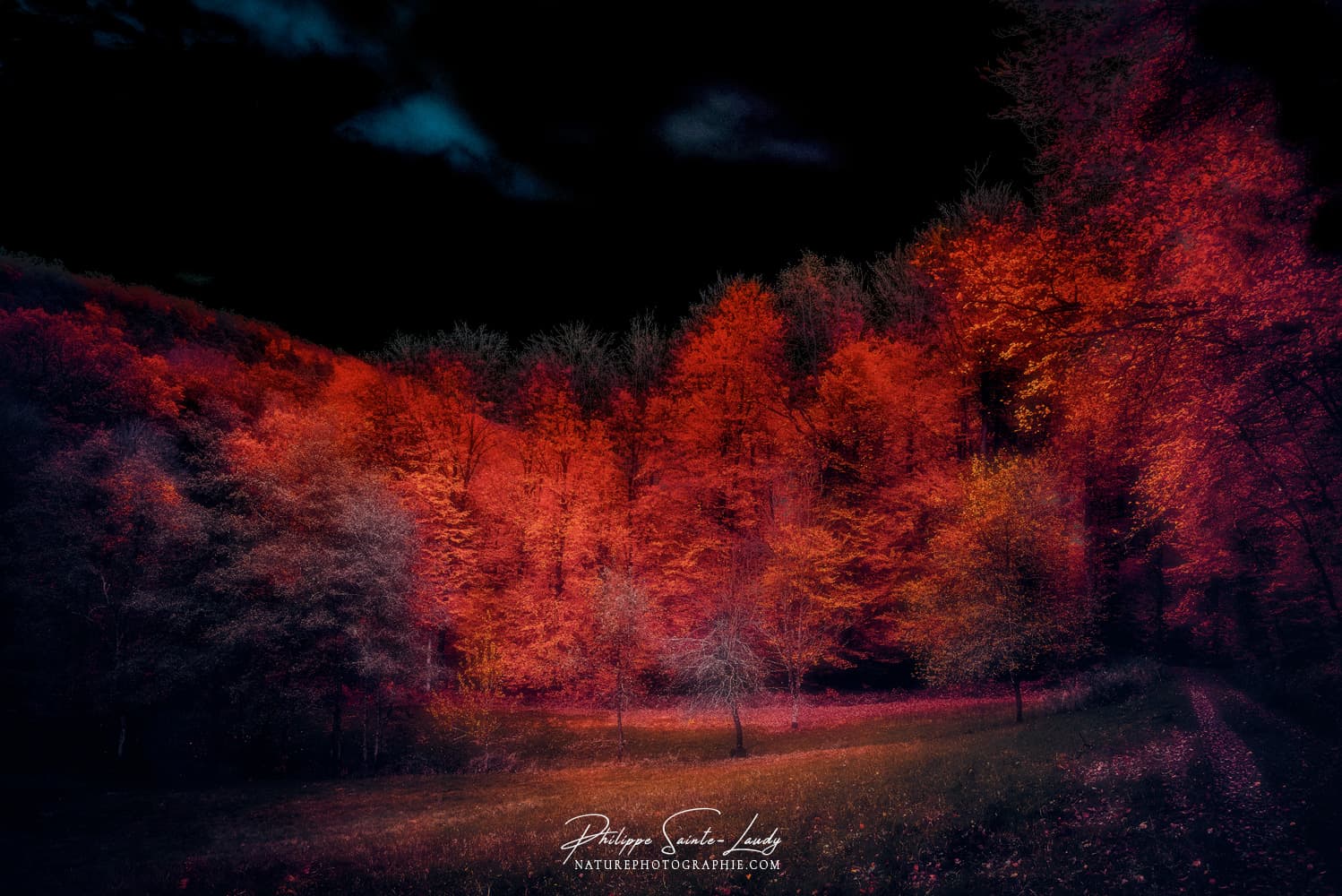 Forêt rouge et ciel noir