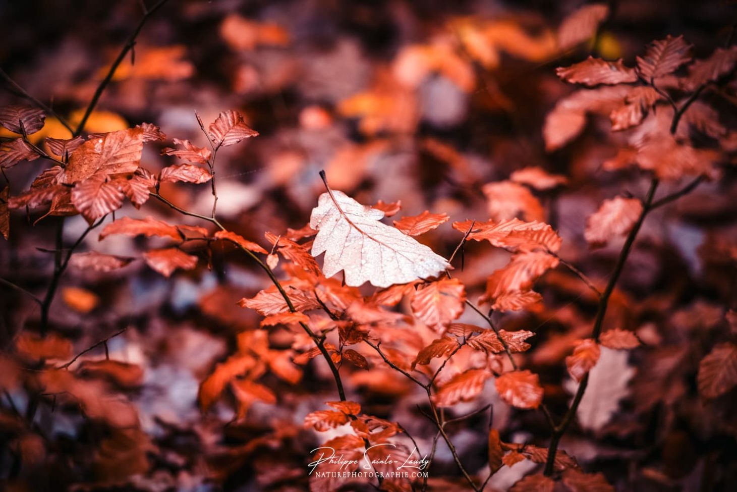 Feuille en automne