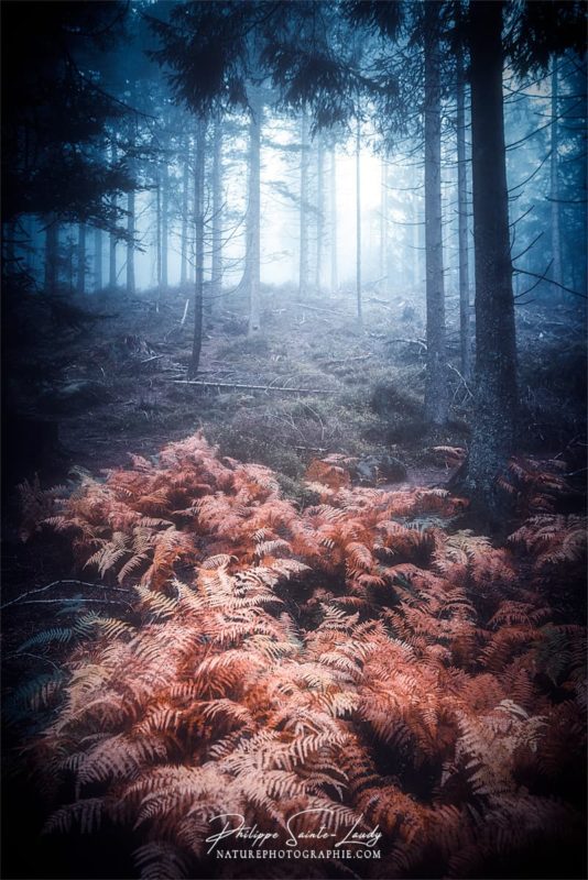 Fougères en forêt