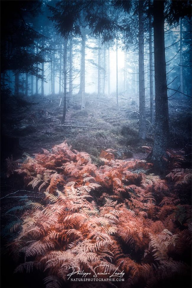 Fougères en forêt