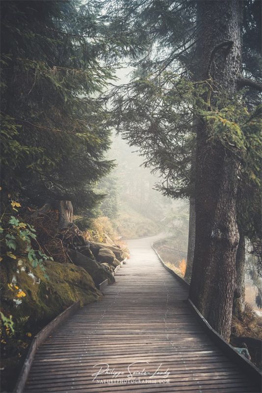 Brouillard sur les sentiers au Mummelsee en Allemagne