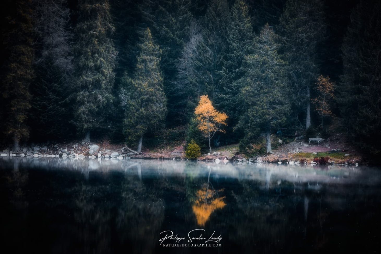 Un petit arbre jaune se reflète dans l'eau du lac