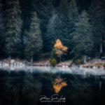 Un petit arbre jaune se reflète dans l'eau du lac