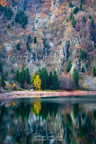 Reflet d'un arbre jaune dans un lac de montagne