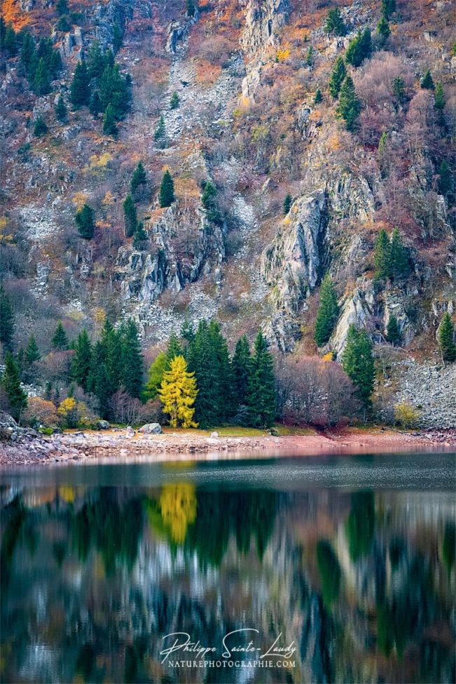 Reflet d'un arbre jaune dans un lac de montagne