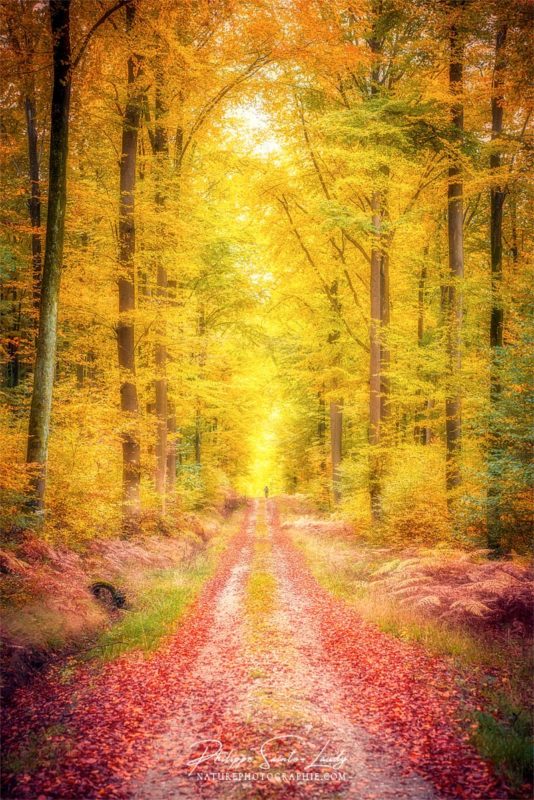 Sentier dans une forêt en automne