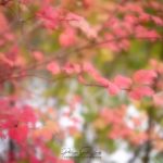 Feuilles roses sur un arbre en automne