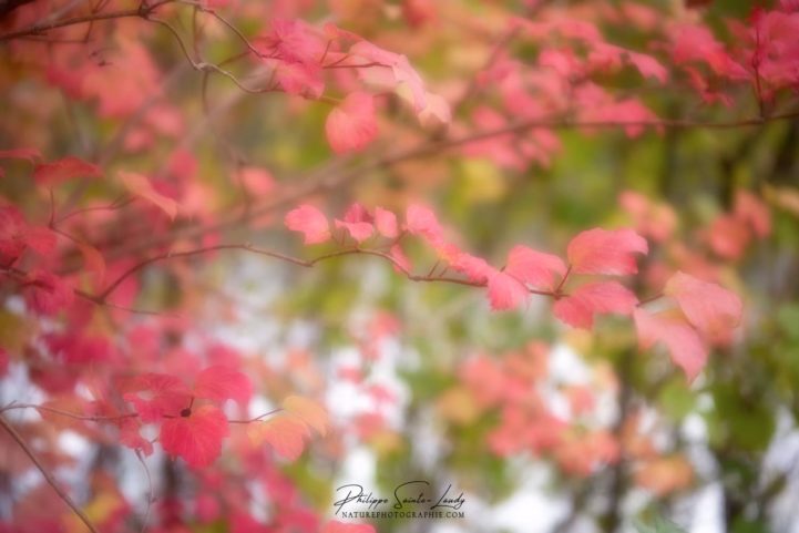 Feuilles roses sur un arbre en automne