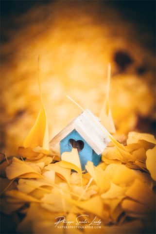 Des feuilles jaune de ginkgo tombent sur une mangeoire à oiseaux